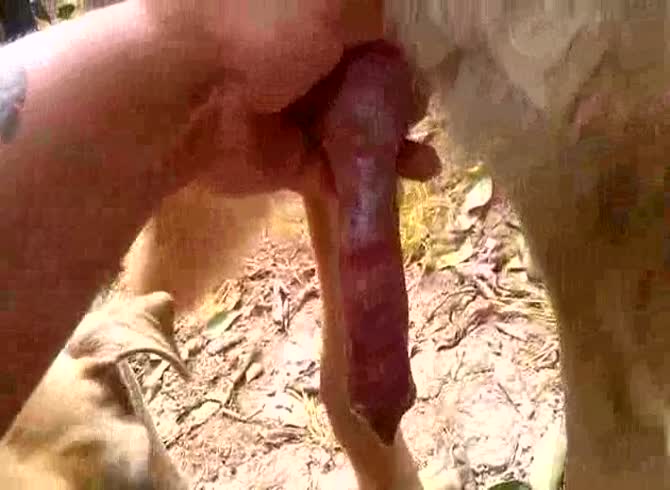 Video :Erected dog dick got jacked off by nasty girl